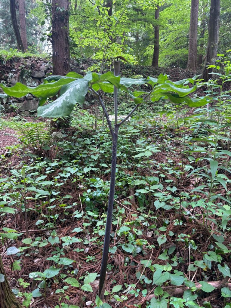 What is this plant in Japan? What is this plant in Japan?