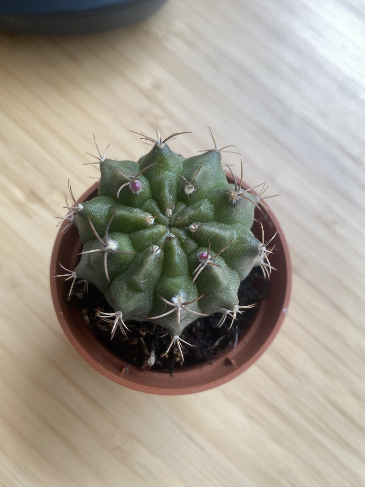 Red bump on cactus? Red bump on cactus?