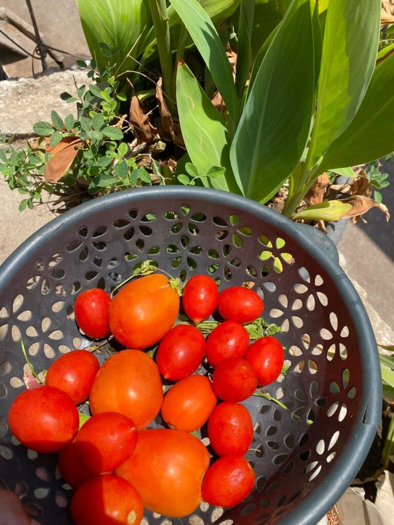 Fresh tomatoes harvest from my garden 🍅🌿