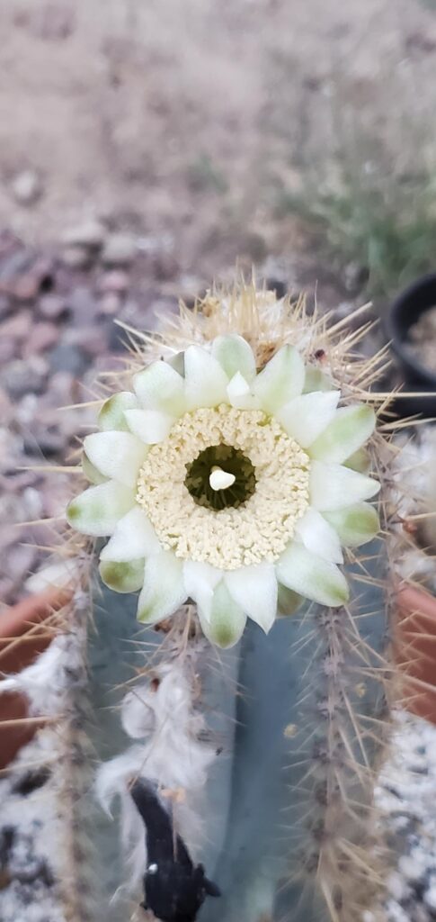 Blue Torch cactus flowered as soon as the sun began to set!