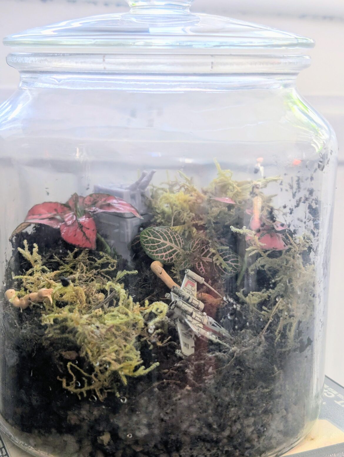 My first terrarium! My first terrarium!