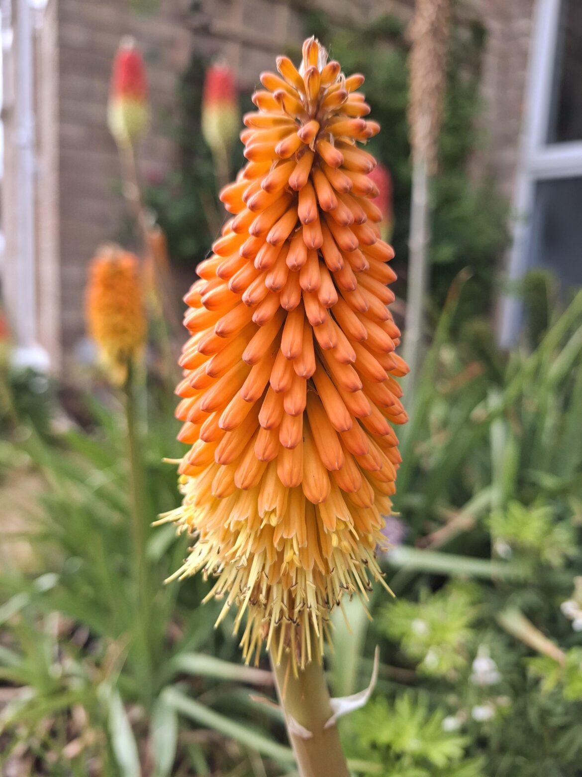 Kniphofia Alcazar [OC]