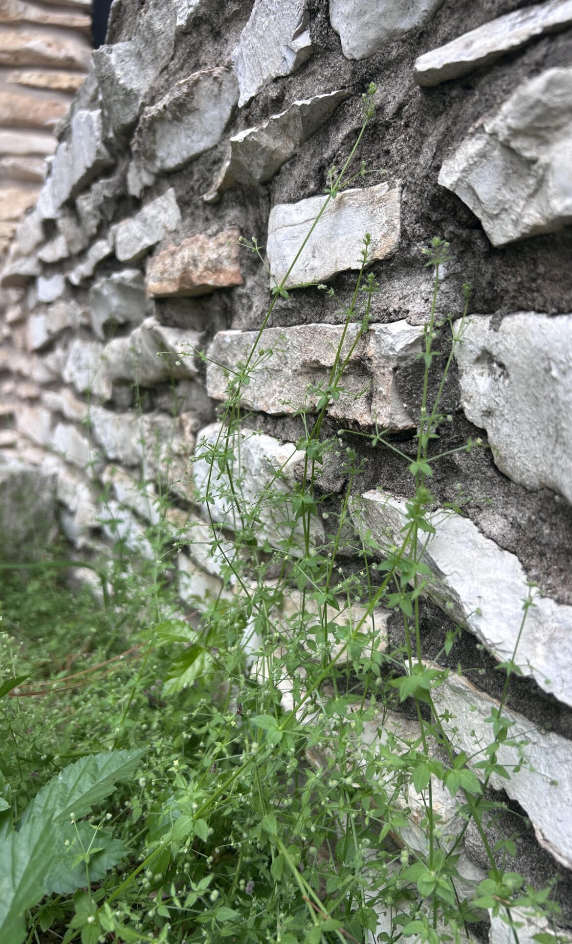 Galium triflorum looking great.