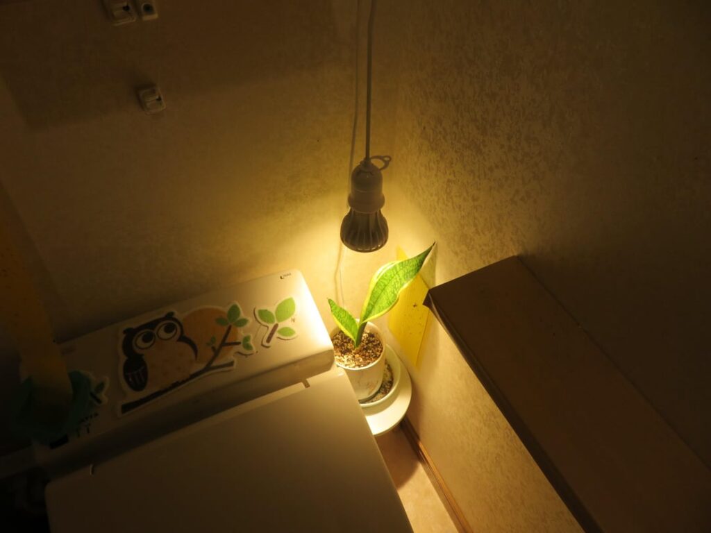 My tiny Sansevieria corner in the toilet room.