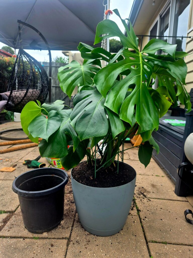 Second repot in 12 months for this beauty - Monny Monstera
