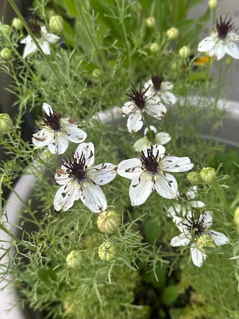 Nigella from my garden