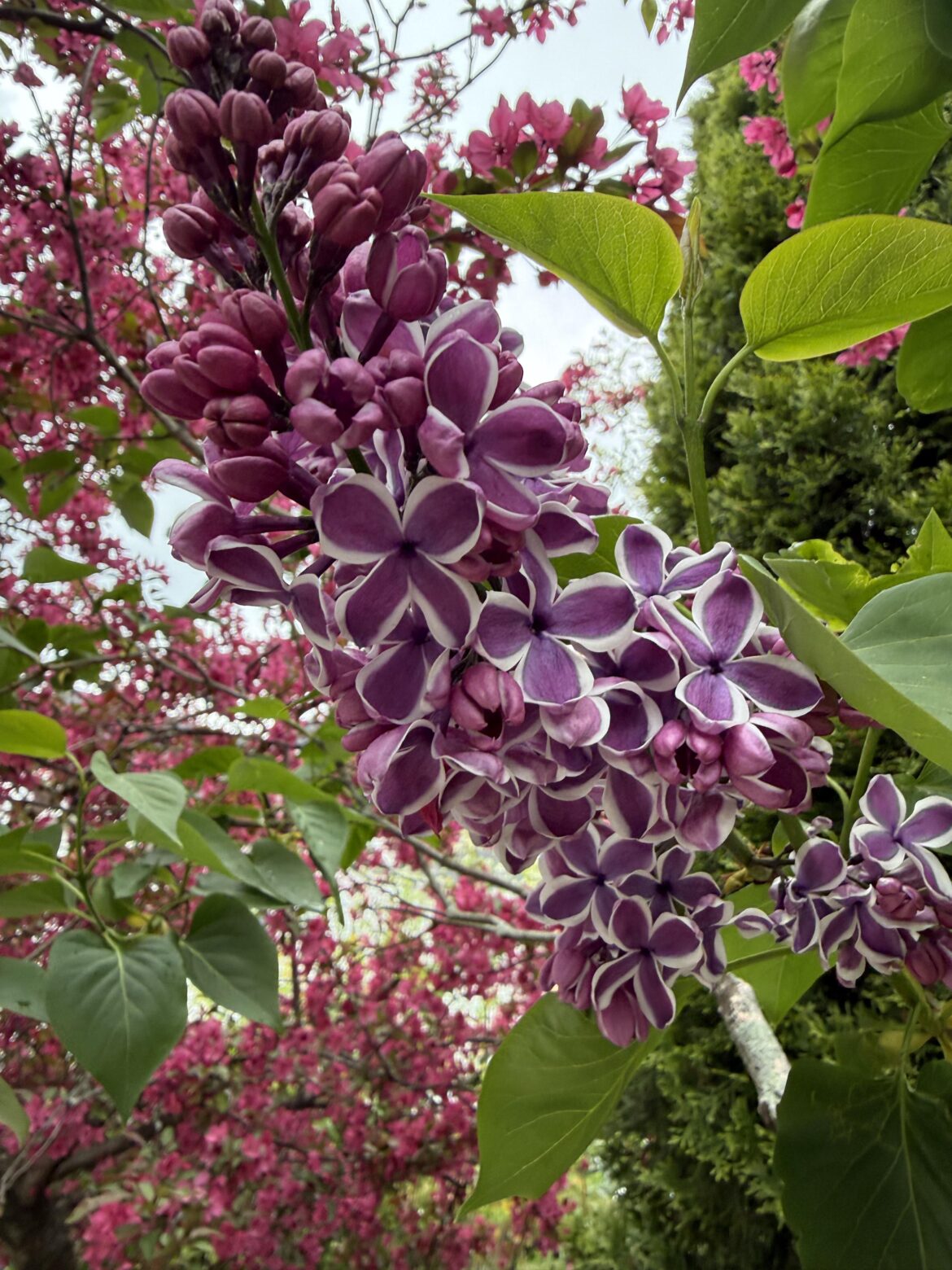 Lilac tree [OC]