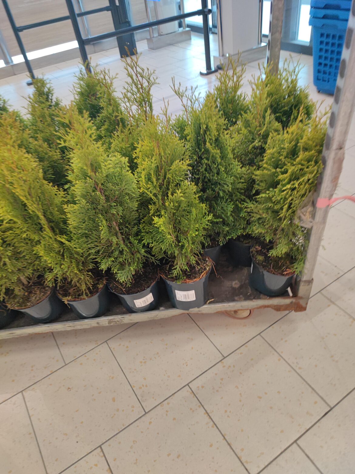 Any plants that look like this but it's safe for reptiles?