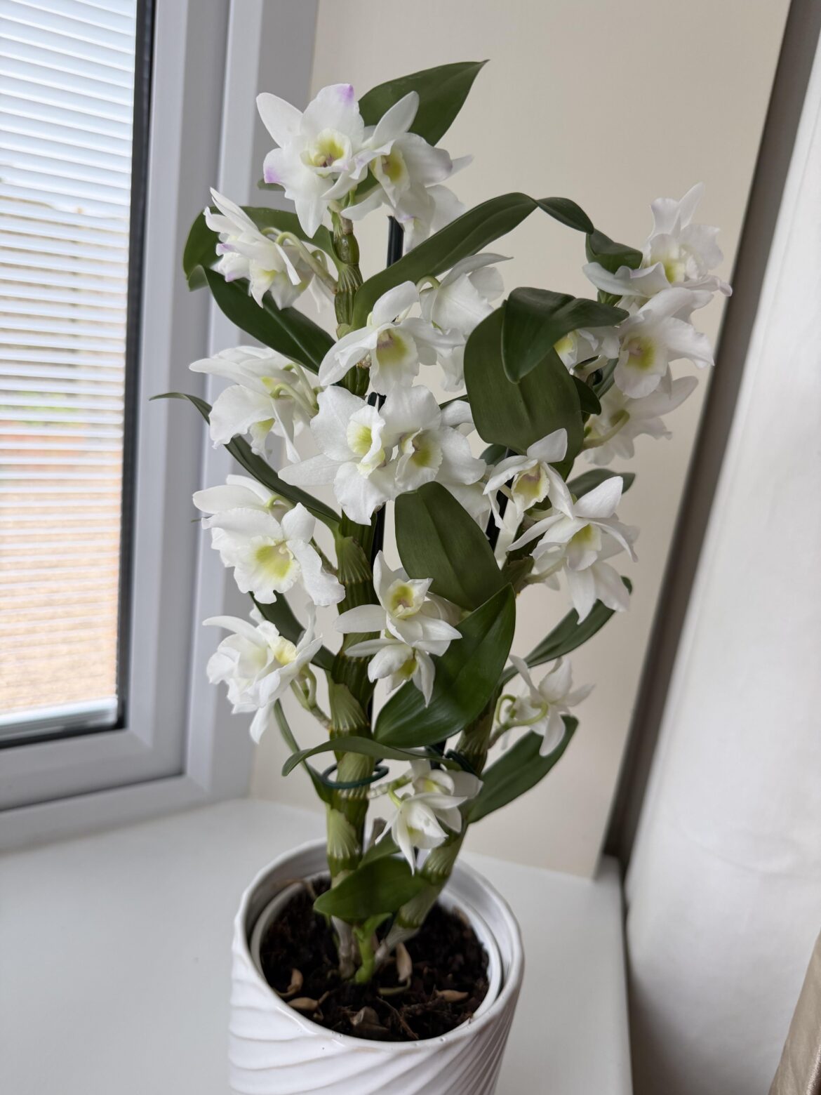 My mother’s day gift from my children.