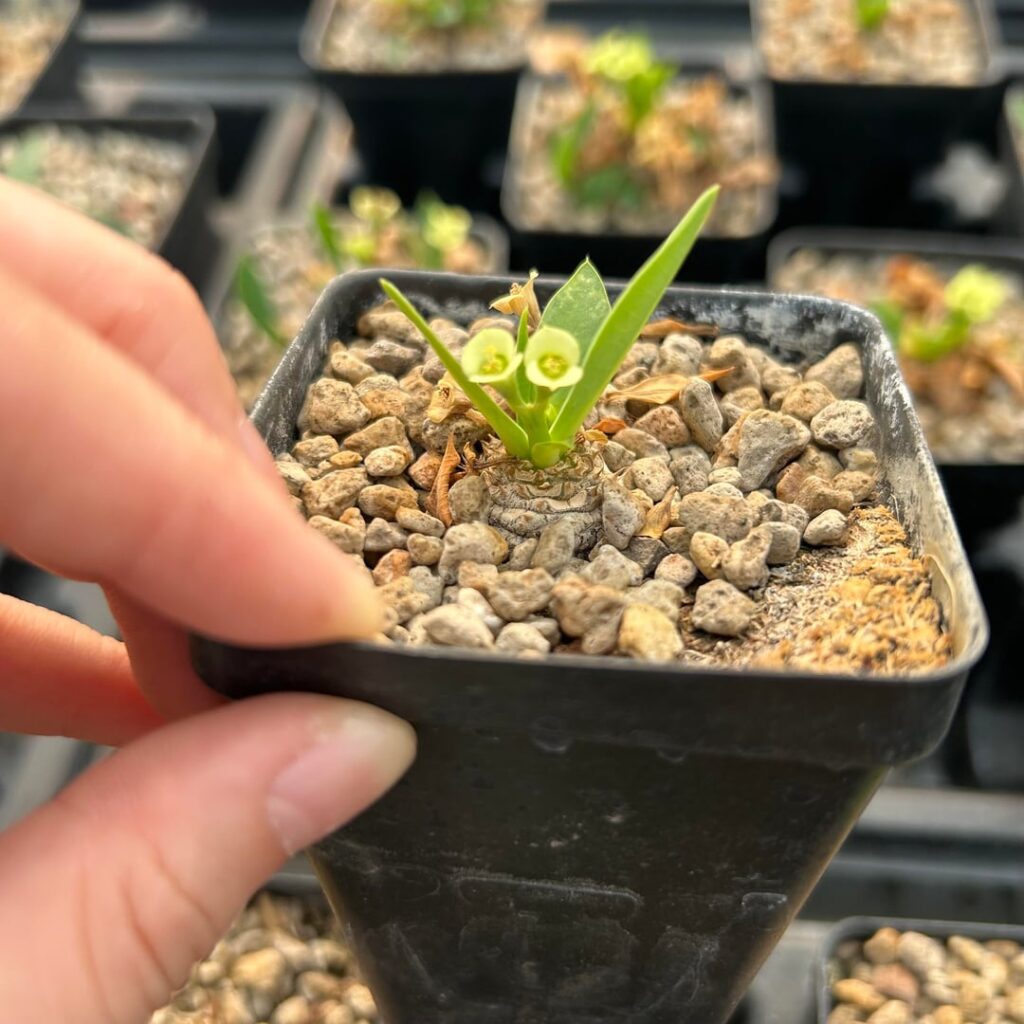 Euphorbia itremensis