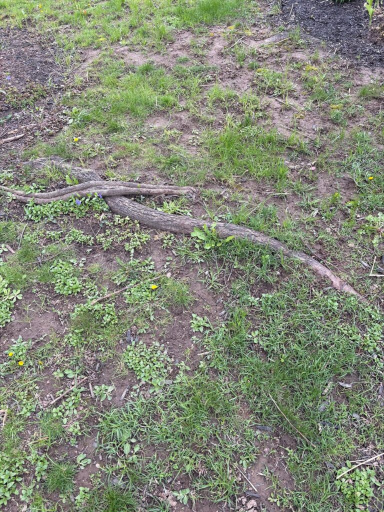 Can I cut these 2 roots out without hurting the tree?
