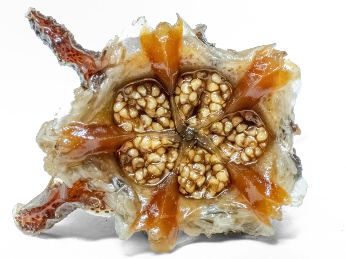 Another high-res shot of a seed pod nobody asked for