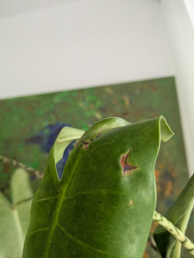 Why holes in the leaf?