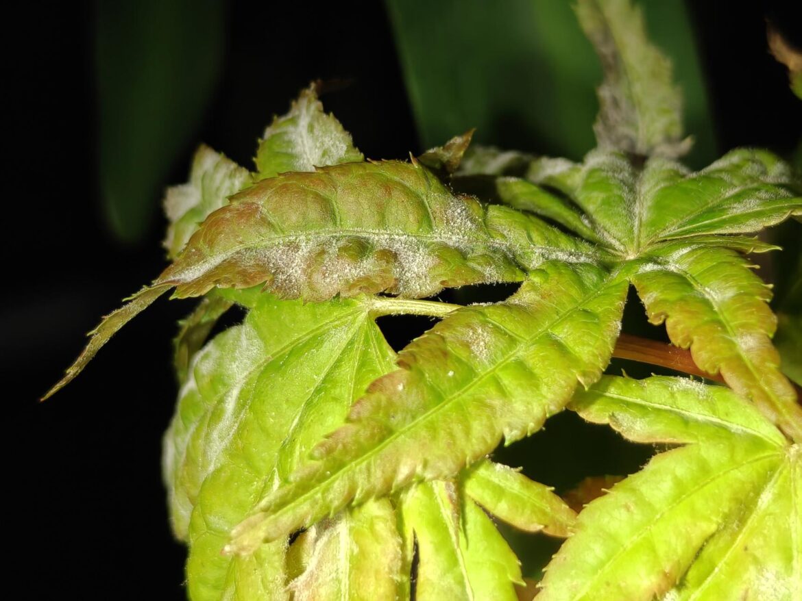 Any Idea on what this White fluff is on my Maple?