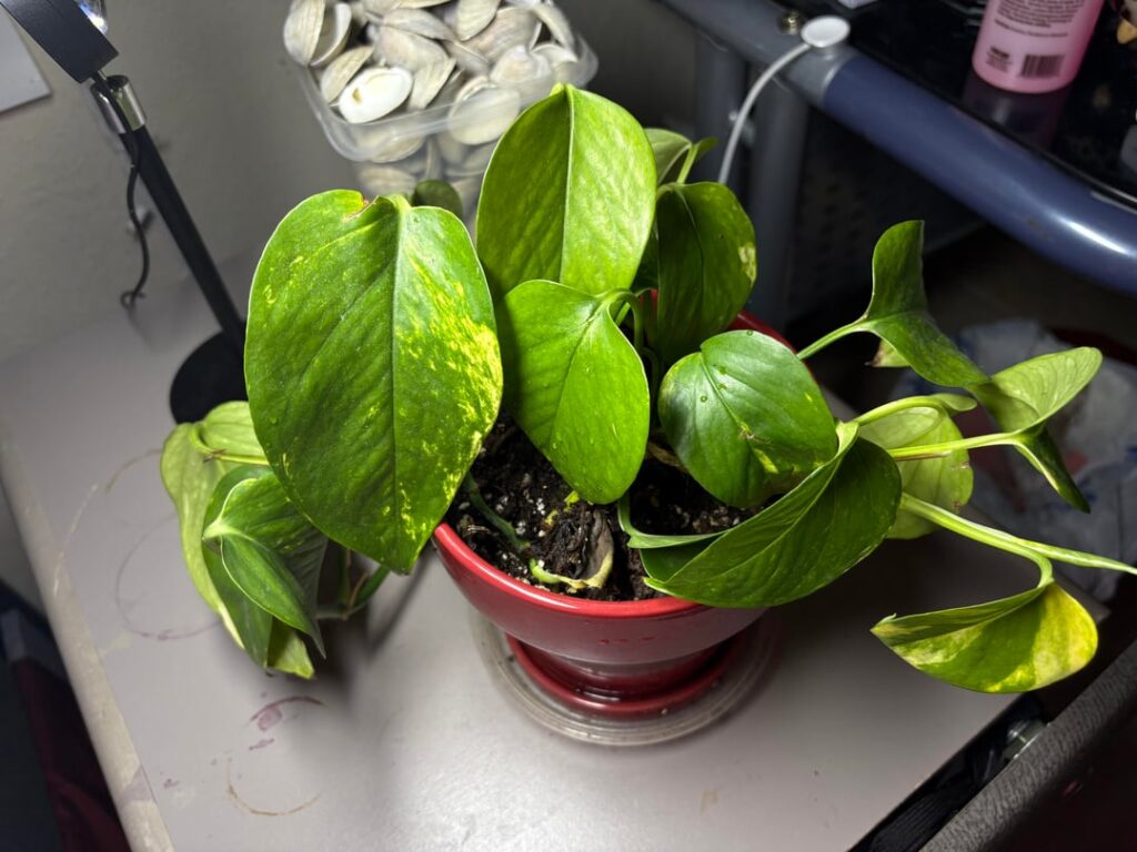 Her leaves are growing bent