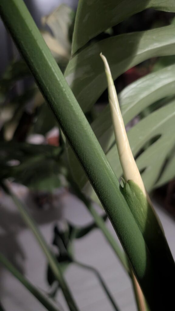 New Leaf!