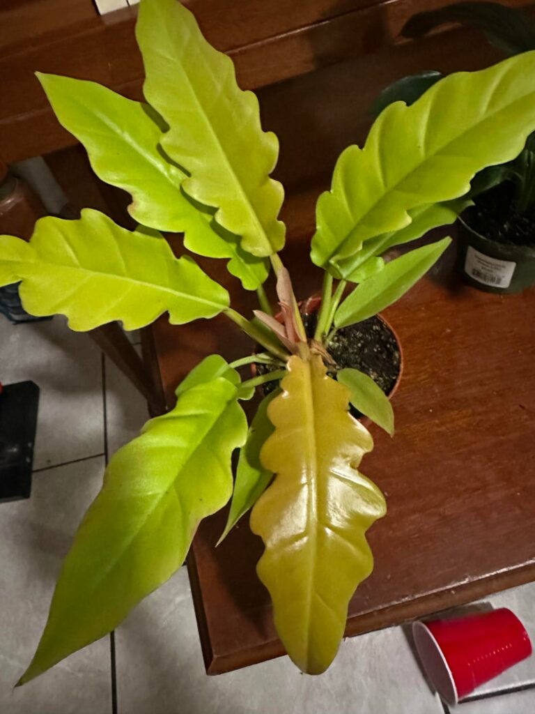 ID please