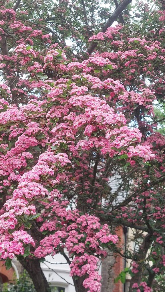 Does anyone know what these two are called please??