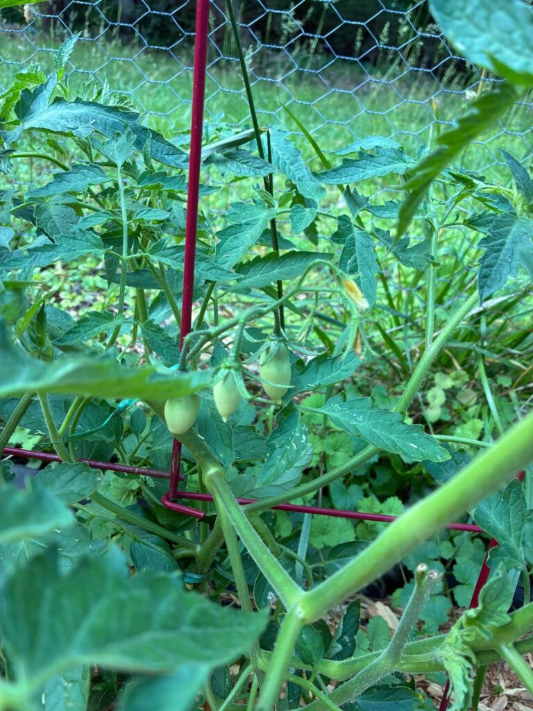Tomatoes are growing! Tomatoes are growing!
