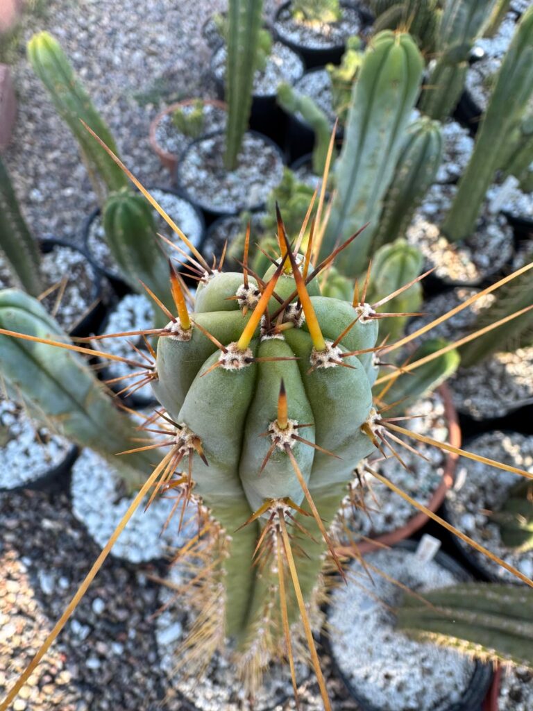 Happy Growing!