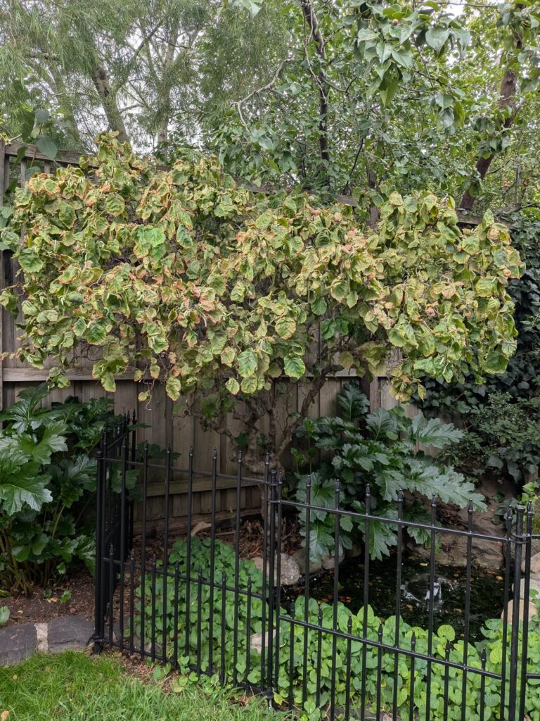 Sick tree? Contorted Filbert Sick tree? Contorted Filbert