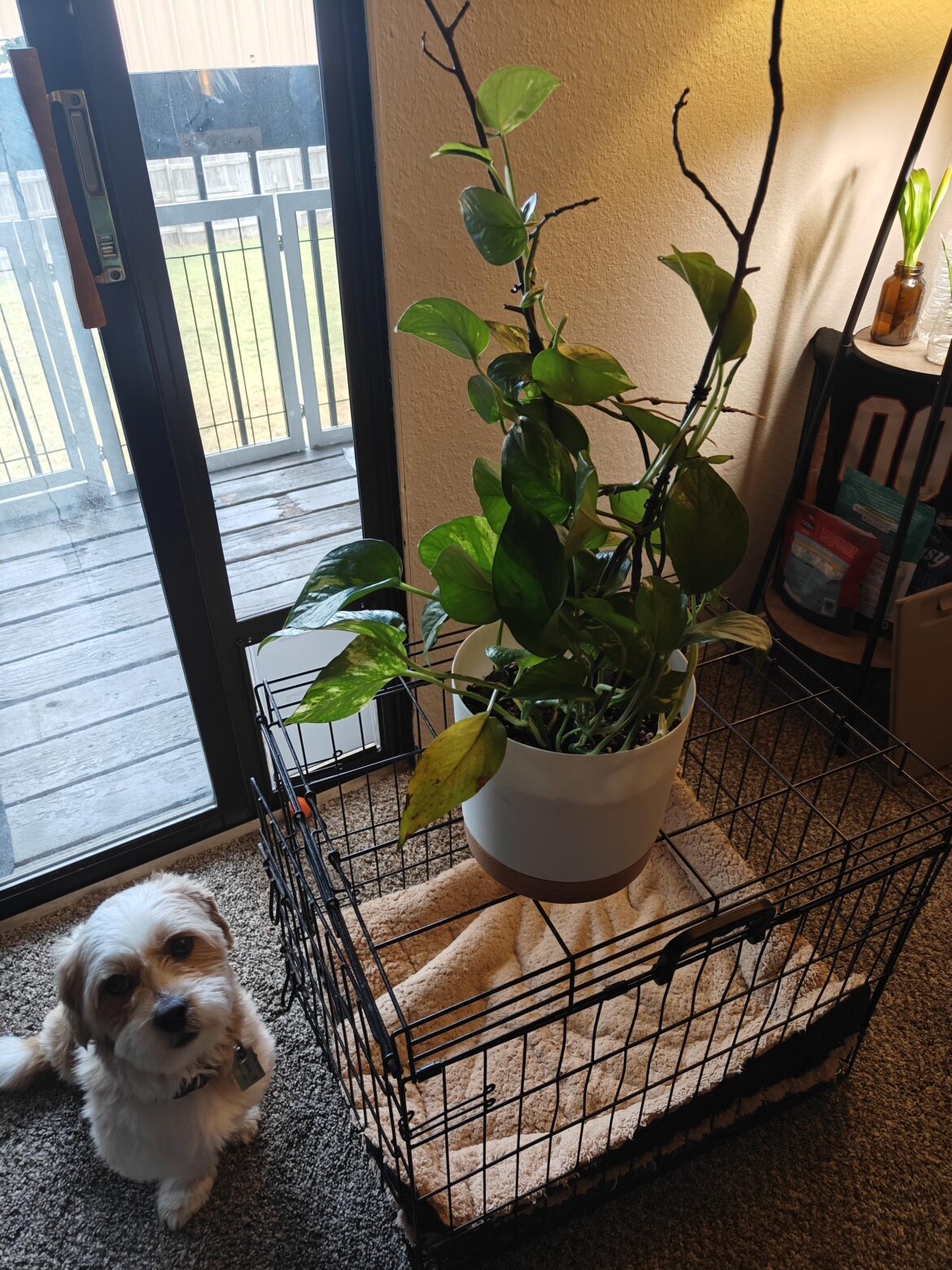 Day 1: Trying to get my pothos to climb branch (ignore pablo)