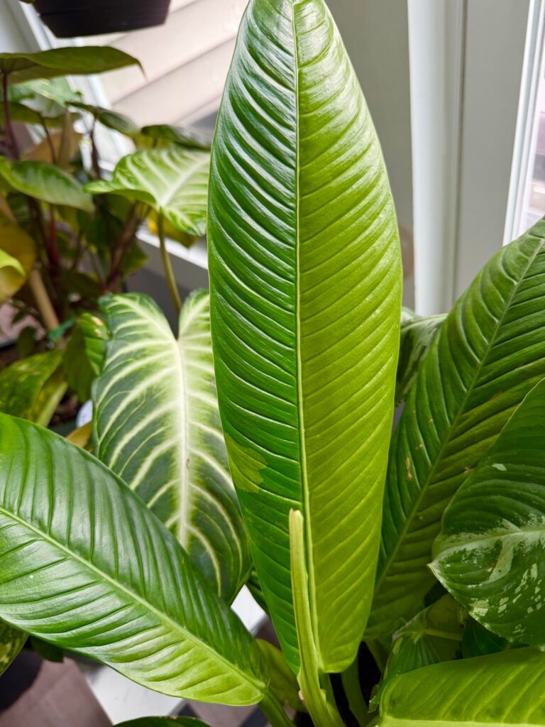 it’s VERY minimal but I love this variegated Philo campii (my normal one last pic)