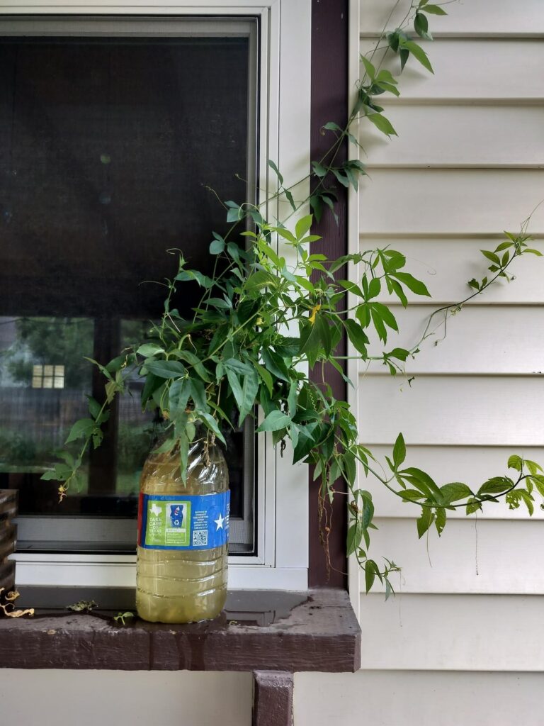 I was rooting some passionflowers for y’all…