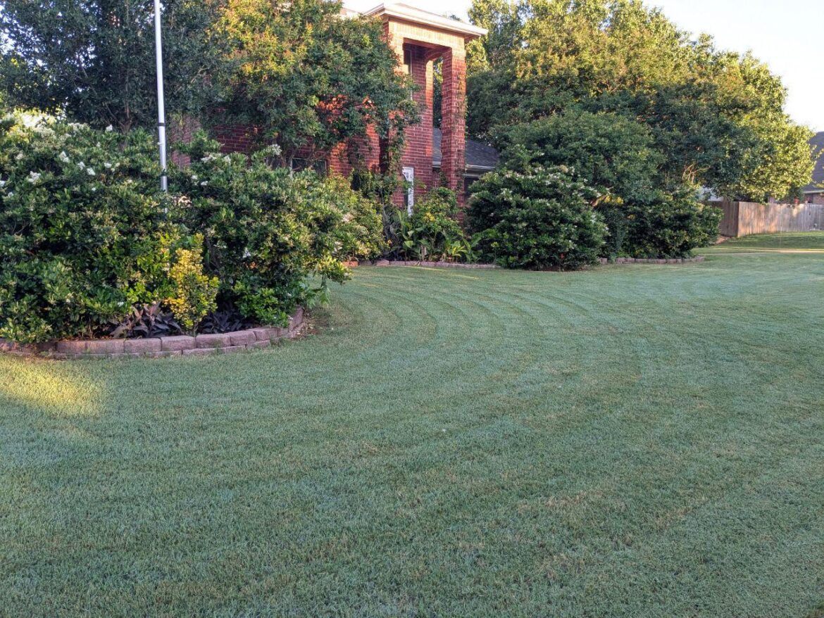 [North Texas] Bermuda grass - 7:00 AM this morning