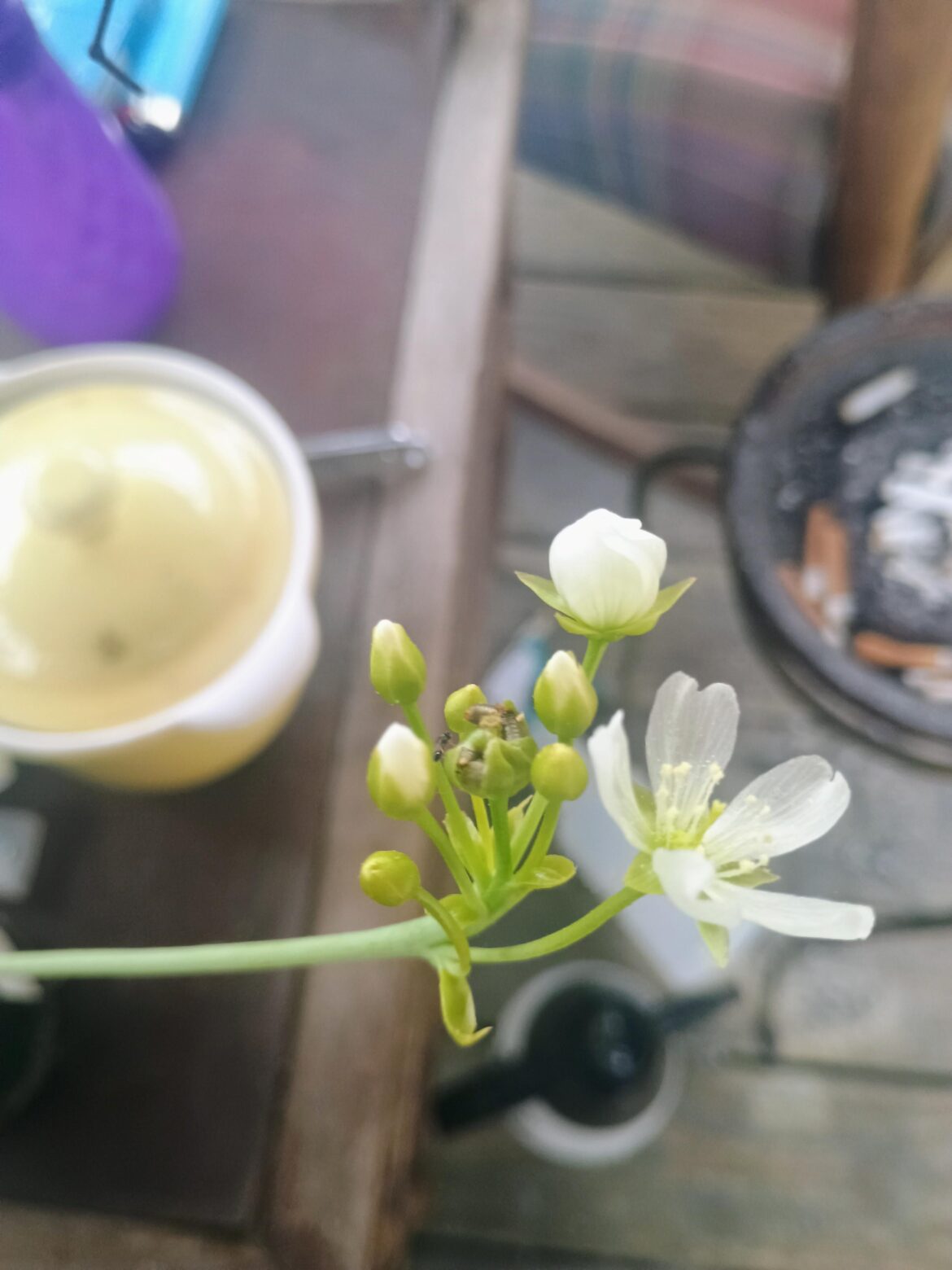 What is this?