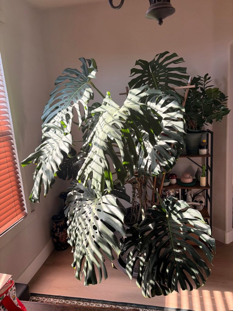 She’s doing just fine in an east facing window She’s doing just fine in an east facing window