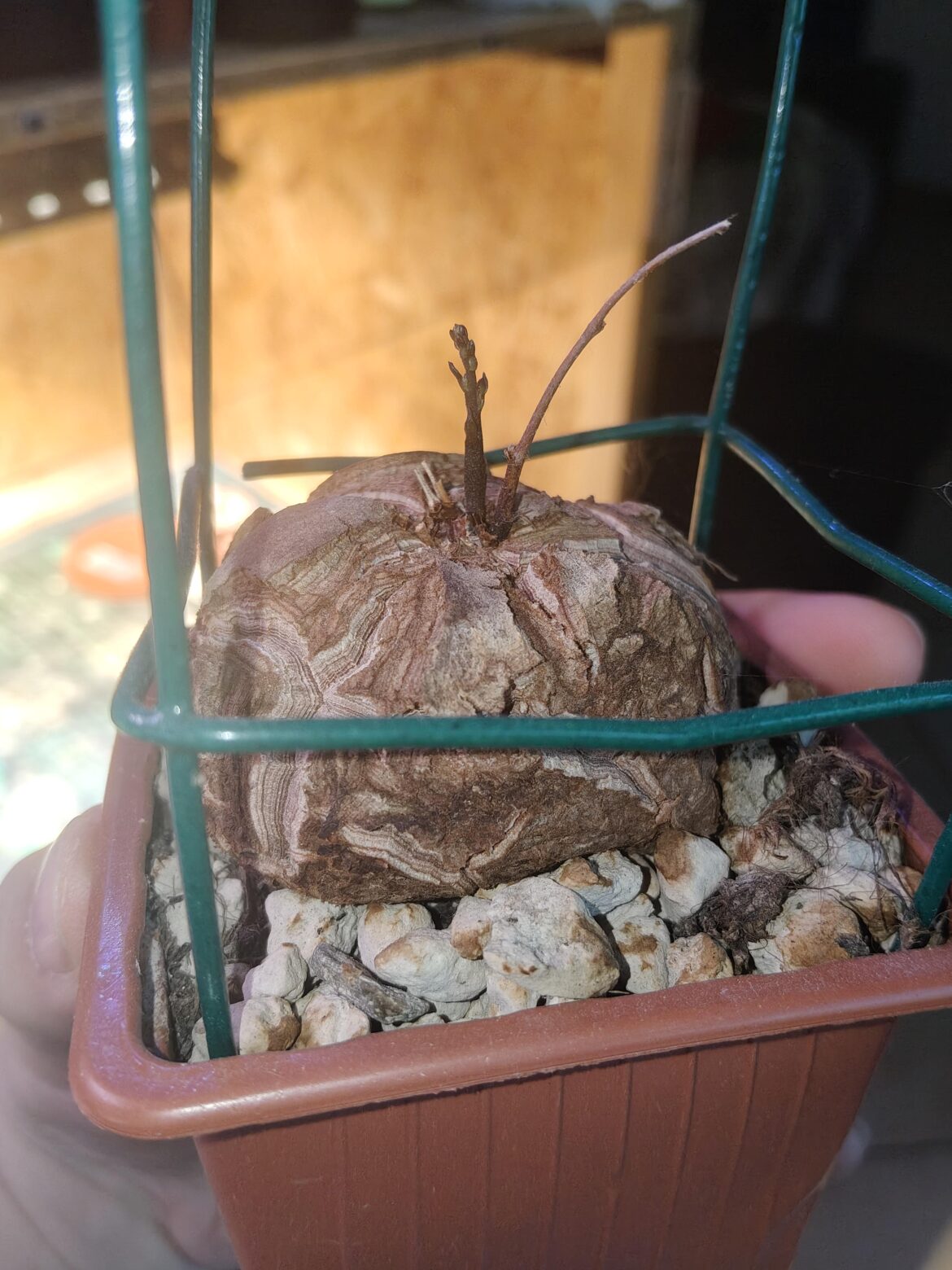 broke dormancy after only a month