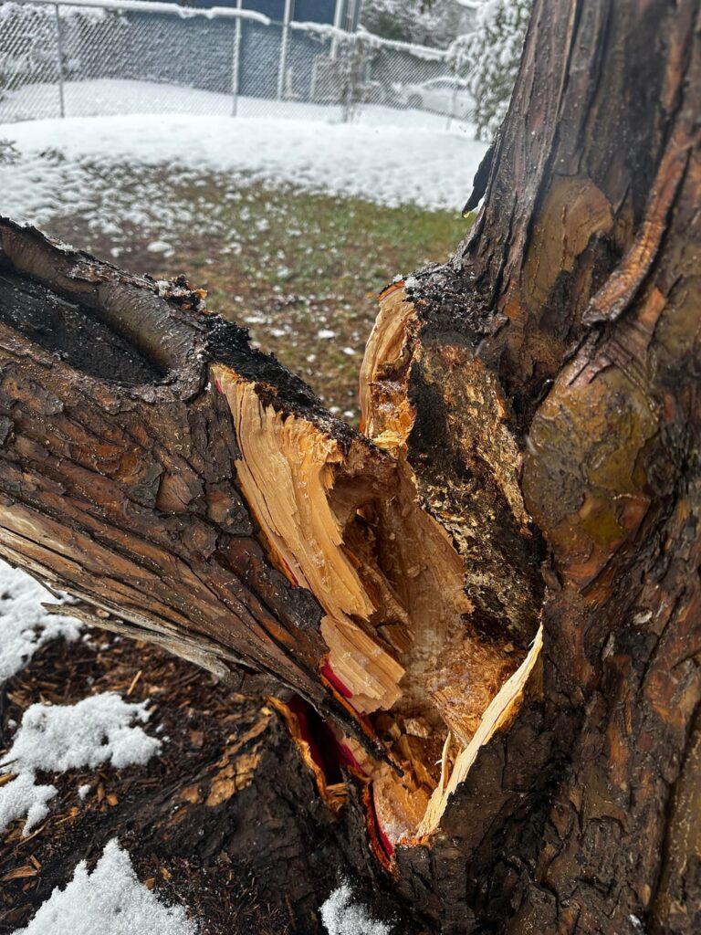 What to put on this wound to save the tree?