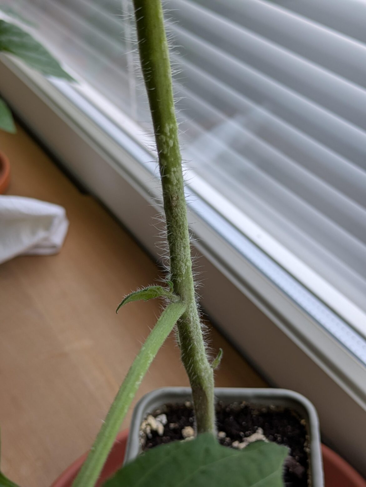 Weird white spots along the stem