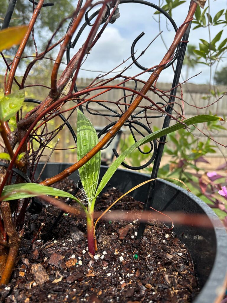 Growing in my pot, nothing in the yard looks like this (prob a weed) Tx