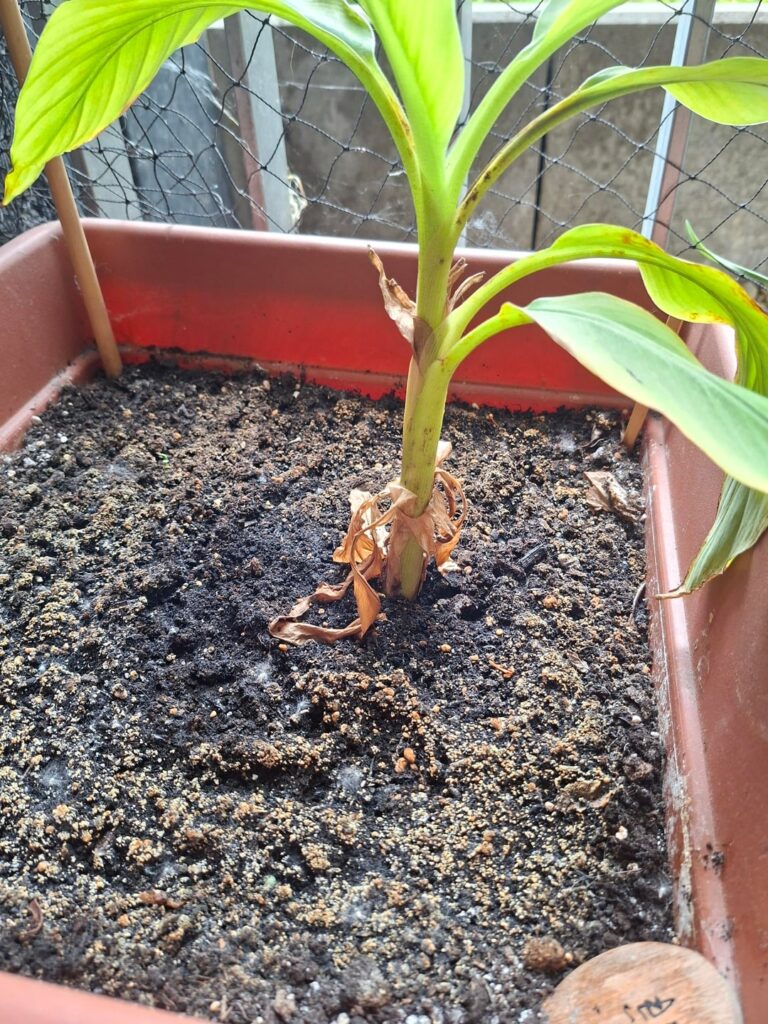 Funghi in Banana soil? Funghi in Banana soil?
