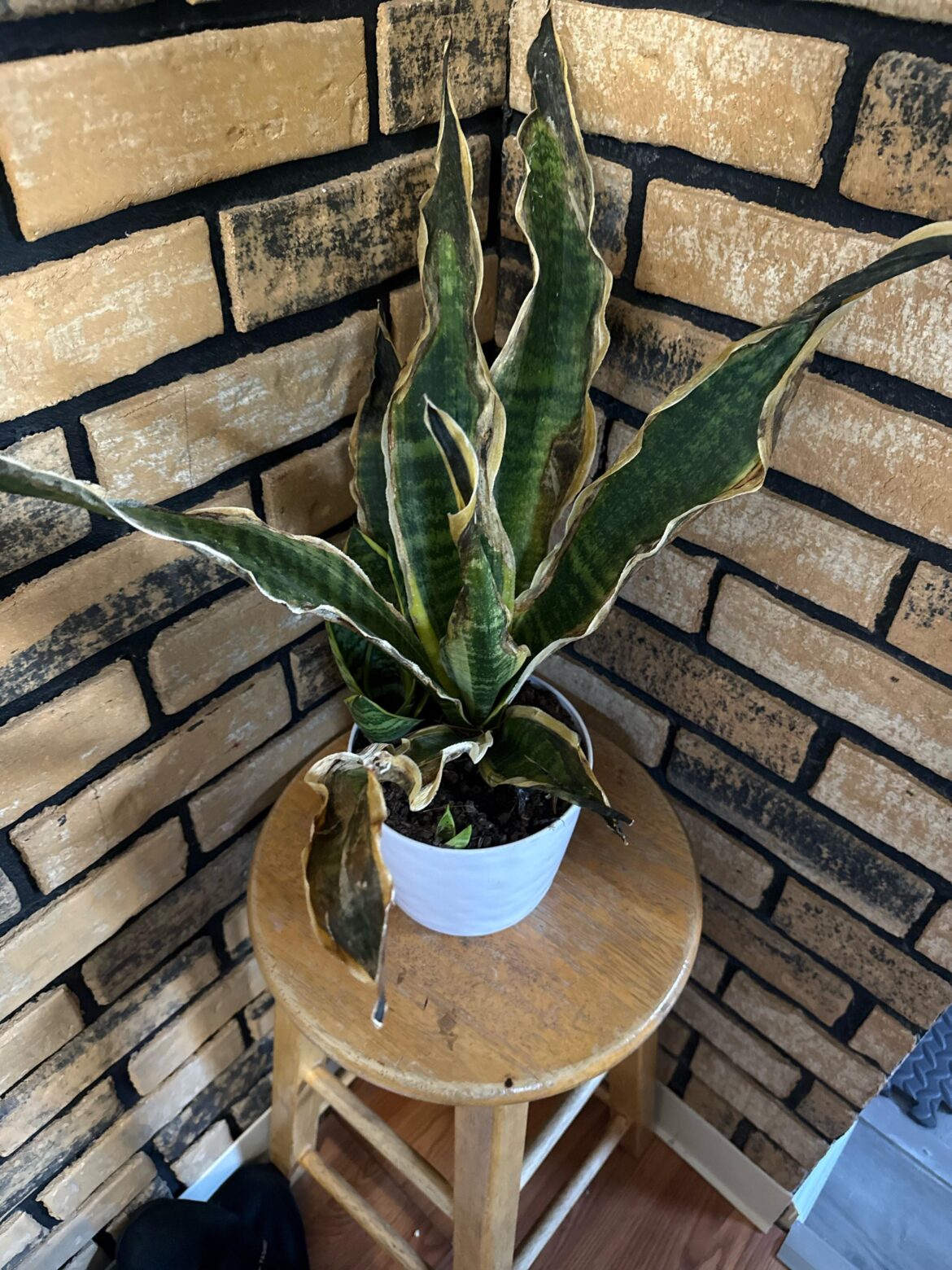 My girl want me to Ask ya how can she save this plant?? 🫠🫠