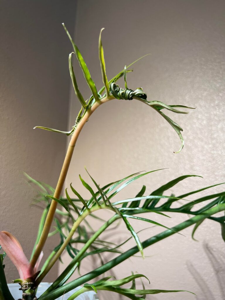 16 day Tortum leaf progression 💚👽
