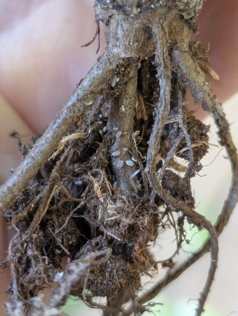 What monster did I find while doing my yearly repot? And, is it better to just toss her or can she be saved?