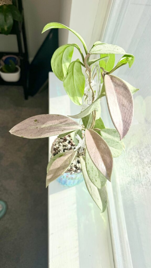 Hoya Pink Silver Ghost