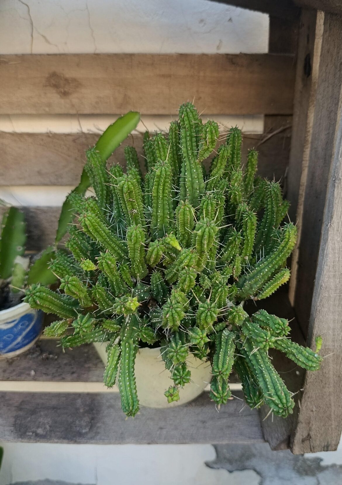 What Euphorbia is this? Is it etiolated?