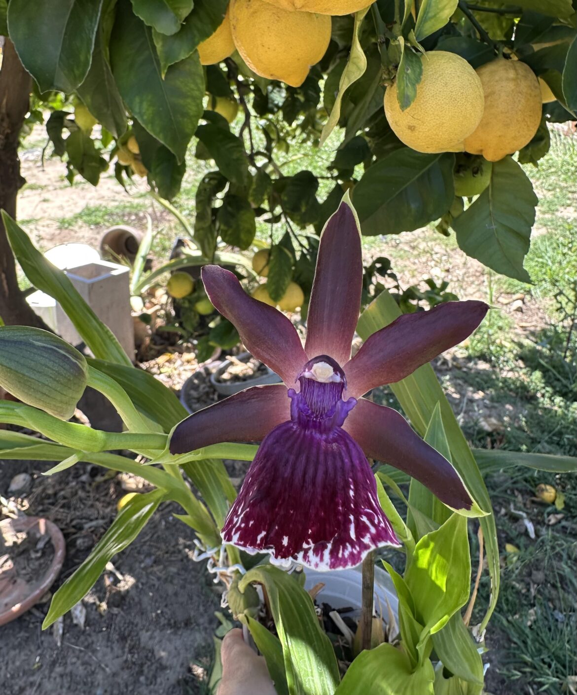 Took me 9 years to see this one bloom again.