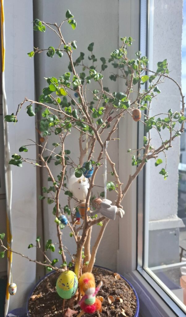 Ficus Benjamina barok curly
