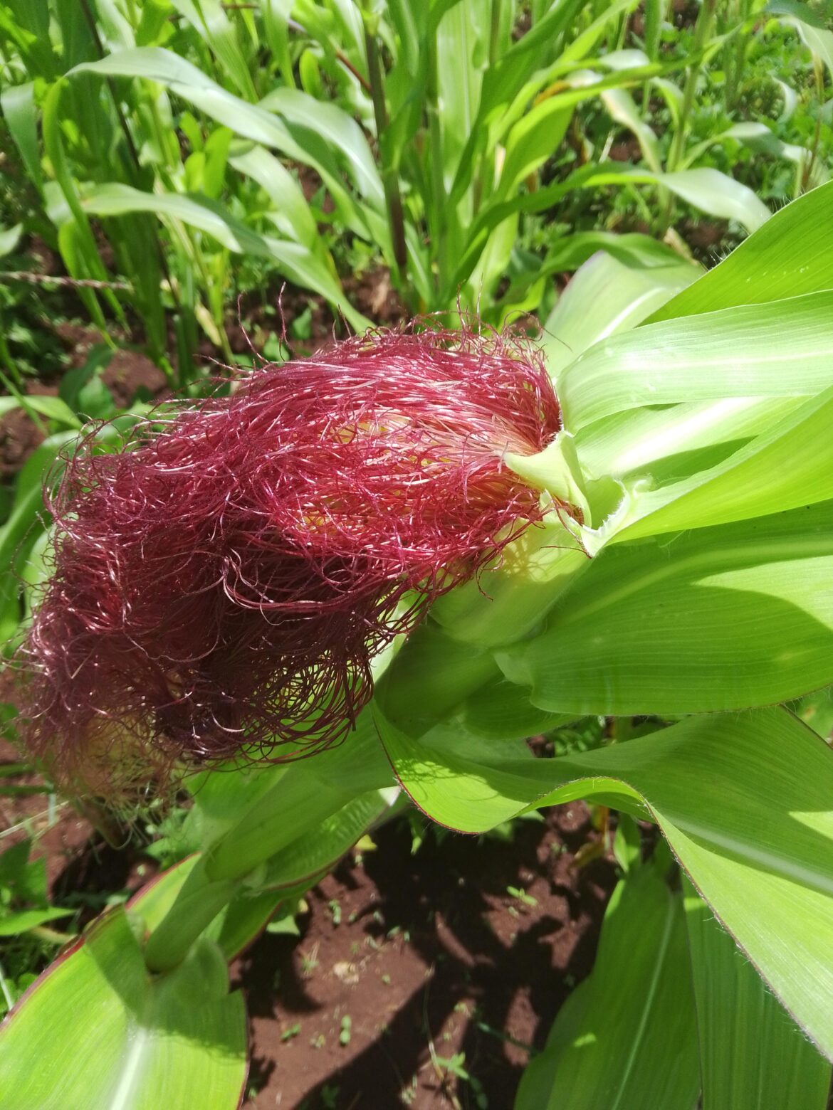 A maize plant rocking natural braids😊😊