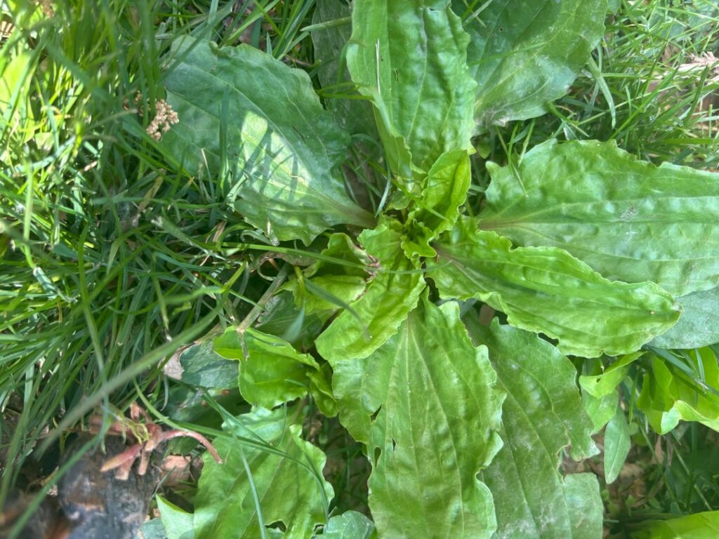 What is this plant taking over my yard ? NJ, USA