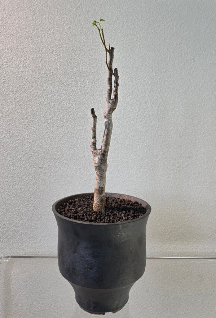 Delonix Pumila