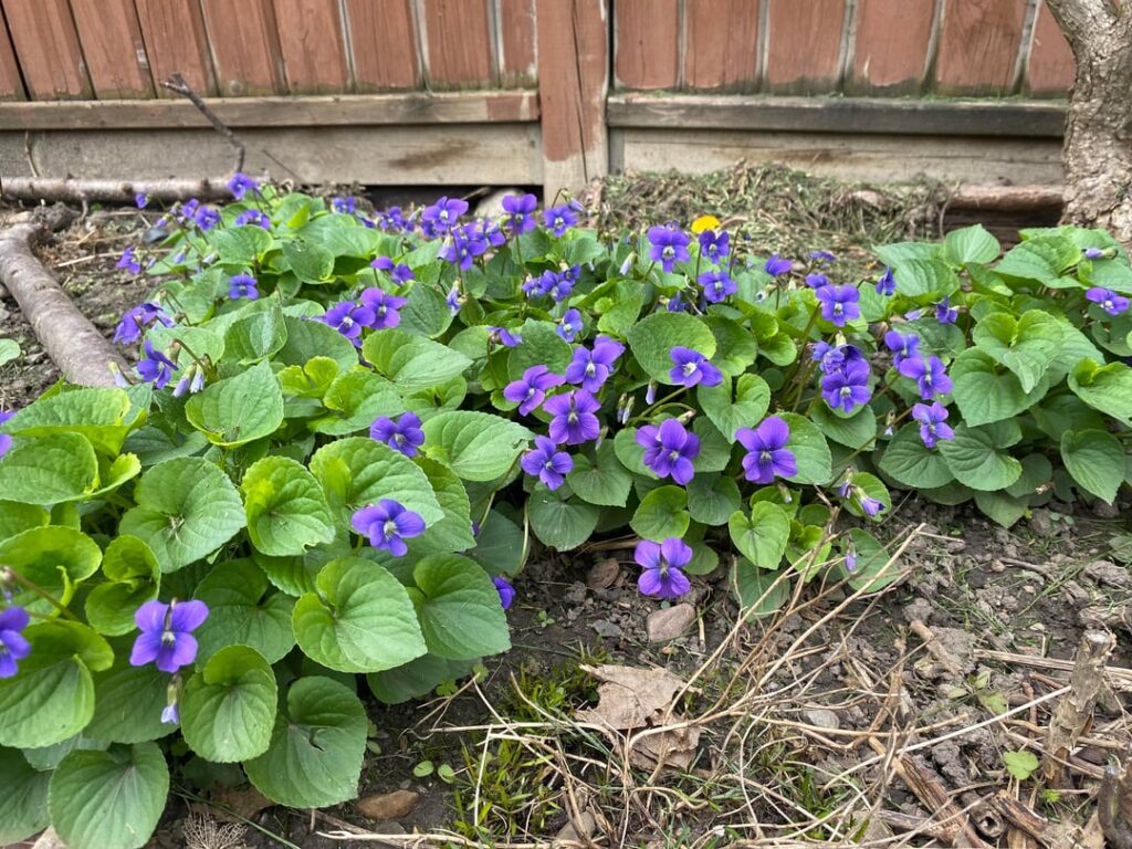 Common blue violet