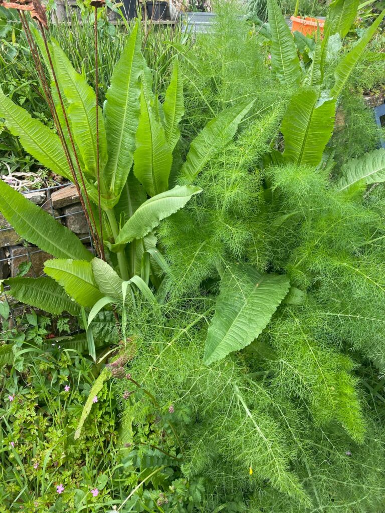 Who’s this big’un amongst the fennel?