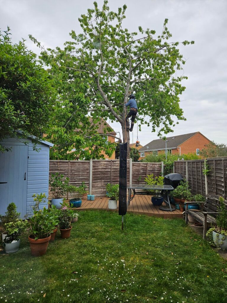 Tree cut down and garden seems bare Tree cut down and garden seems bare