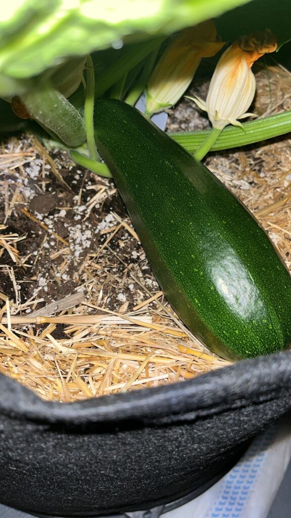 Hello everyone. This is my first time growing zucchini. I started them indoors 3/20. I’m waiting to put them outside after Memorial Day but I’m already getting zucchini on my plant. Do I harvest this or wait? Any helpful advice is much appreciated. Hello everyone. This is my first time growing zucchini. I started them indoors 3/20. I’m waiting to put them outside after Memorial Day but I’m already getting zucchini on my plant. Do I harvest this or wait? Any helpful advice is much appreciated.